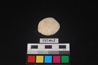 藏品(貝殼)的圖片