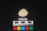 藏品(貝殼)的圖片