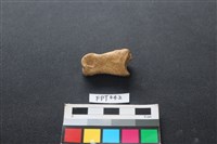 藏品(豬骨)的圖片