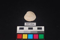 藏品(貝殼)的圖片