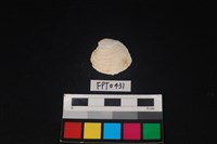 藏品(貝殼)的圖片