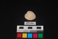 藏品(貝殼)的圖片