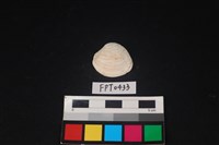 藏品(貝殼)的圖片