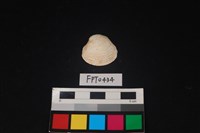 藏品(貝殼)的圖片