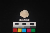 藏品(貝殼)的圖片