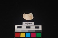 藏品(貝殼)的圖片