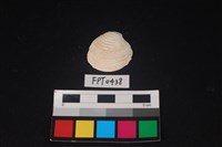 藏品(貝殼)的圖片