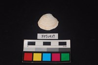 藏品(貝殼)的圖片