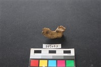 藏品(豬骨)的圖片