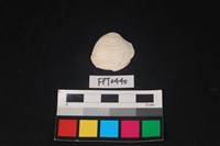 藏品(貝殼)的圖片