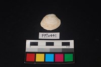 藏品(貝殼)的圖片