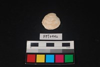 藏品(貝殼)的圖片