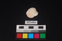 藏品(貝殼)的圖片