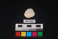 藏品(貝殼)的圖片