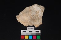 藏品(貝殼)的圖片