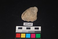 藏品(貝殼)的圖片