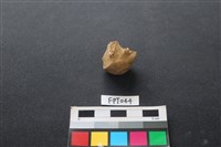 藏品(鹿骨)的圖片