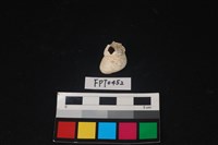 藏品(貝殼)的圖片