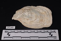 藏品(貝殼)的圖片