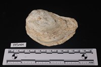 藏品(貝殼)的圖片