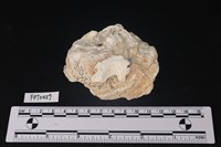 藏品(貝殼)的圖片