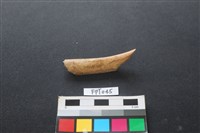 藏品(偶蹄類動物骨)的圖片