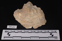 藏品(貝殼)的圖片