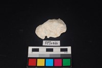 藏品(貝殼)的圖片