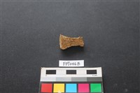 藏品(偶蹄類動物骨)的圖片