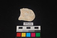 藏品(貝殼)的圖片