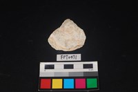 藏品(貝殼)的圖片