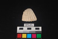 藏品(貝殼)的圖片