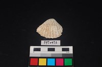 藏品(貝殼)的圖片