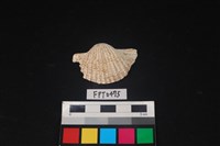 藏品(貝殼)的圖片