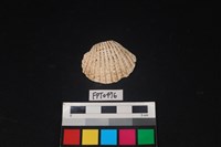 藏品(貝殼)的圖片