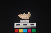 藏品(貝殼)的圖片