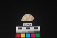 藏品(貝殼)的圖片