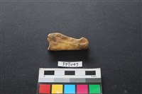 藏品(鹿骨)的圖片