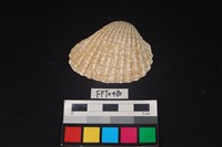 藏品(貝殼)的圖片