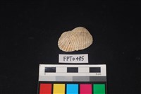 藏品(貝殼)的圖片