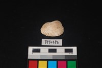 藏品(貝殼)的圖片