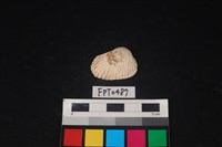 藏品(貝殼)的圖片