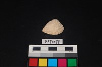 藏品(貝殼)的圖片