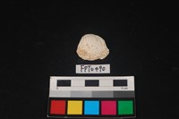 藏品(貝殼)的圖片