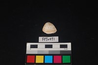 藏品(貝殼)的圖片