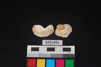 藏品(貝殼)的圖片