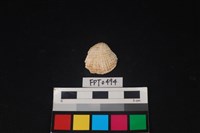 藏品(貝殼)的圖片