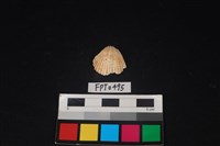 藏品(貝殼)的圖片