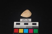 藏品(貝殼)的圖片