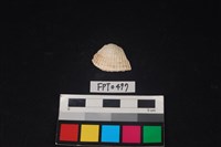 藏品(貝殼)的圖片